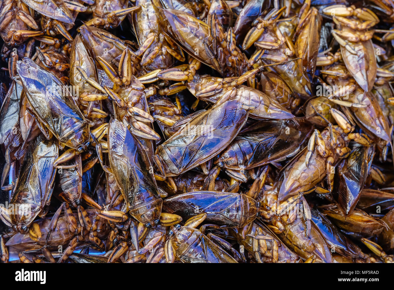 Gli insetti commestibili rendono un popolare snack per i viaggiatori in Myanmar Foto Stock