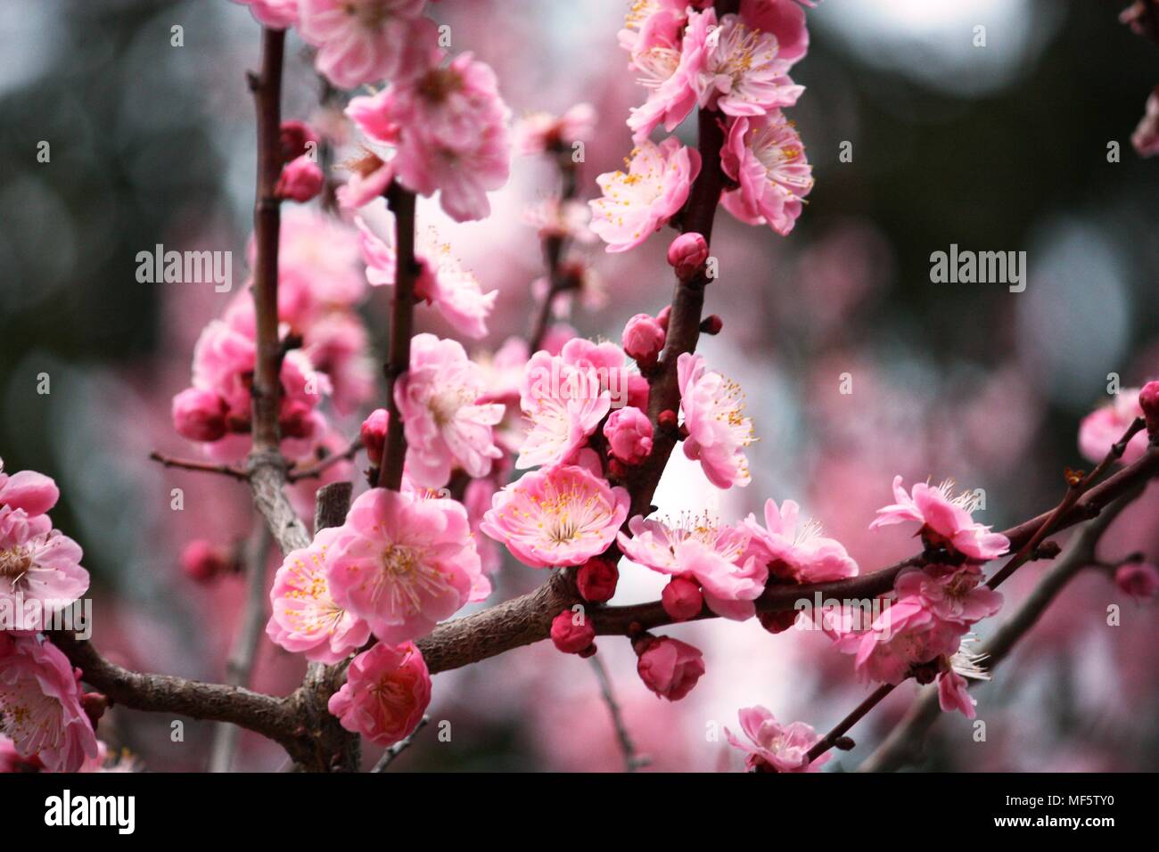 Il giapponese la fioritura dei ciliegi in fiore a molla Foto Stock