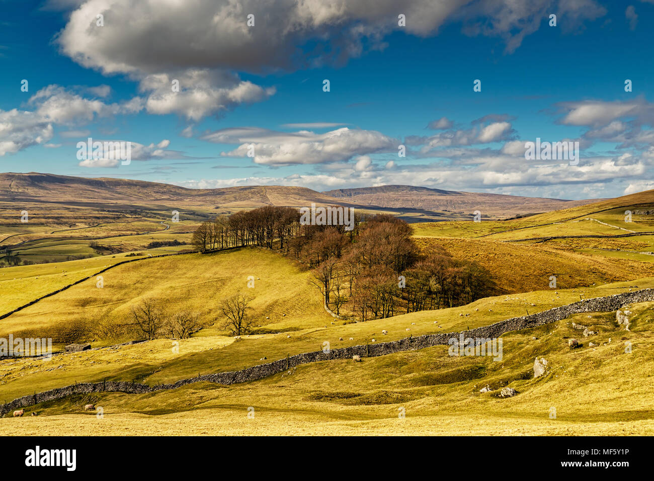 Tipico Yorkshire Dales paesaggi con dolci colline e campi coltivati. Foto Stock