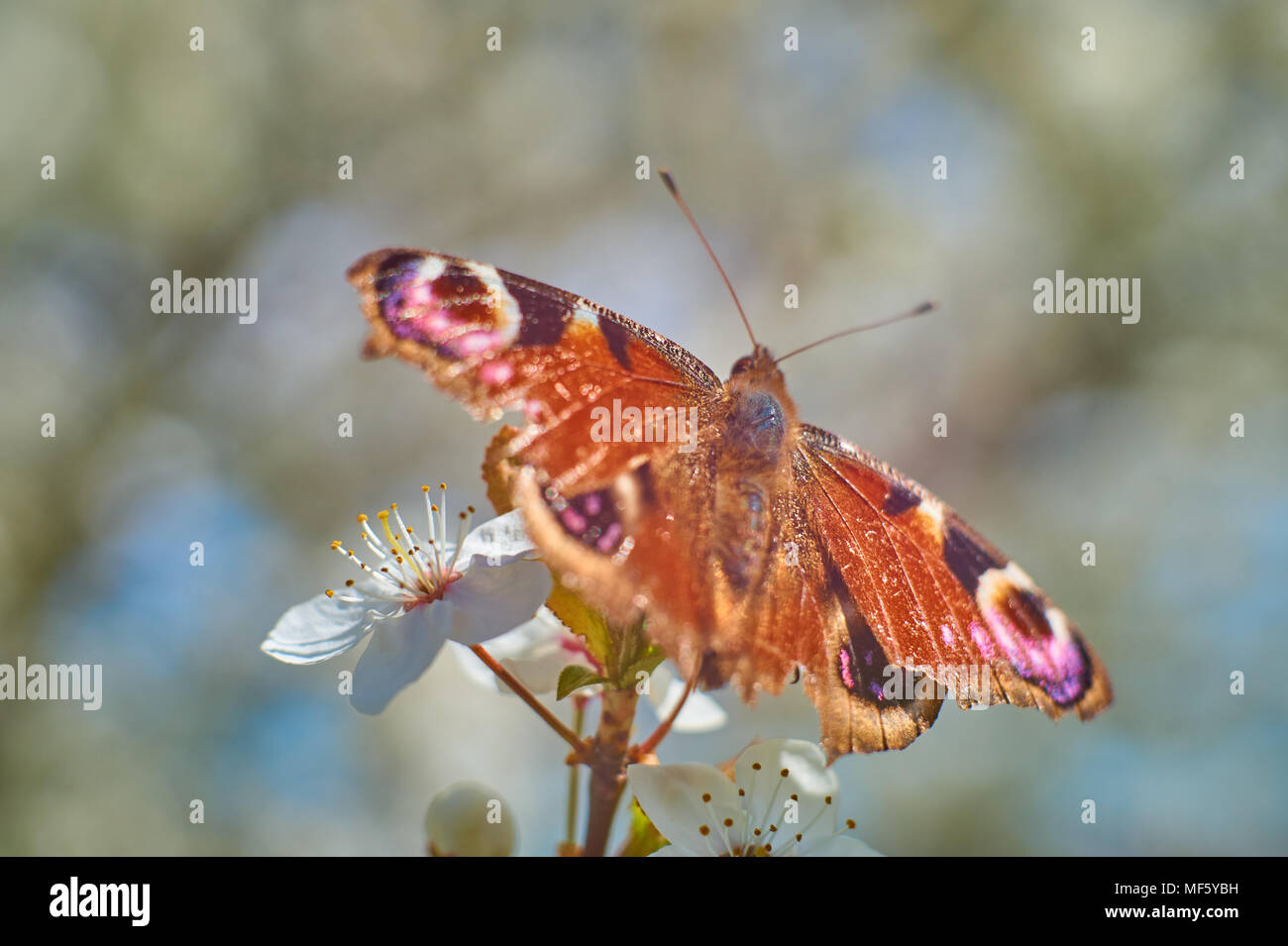 Butterfly su bianco fiori di ciliegio. Soft focus, blured sfondo. Sakura stagione dello sfondo. Foto Stock