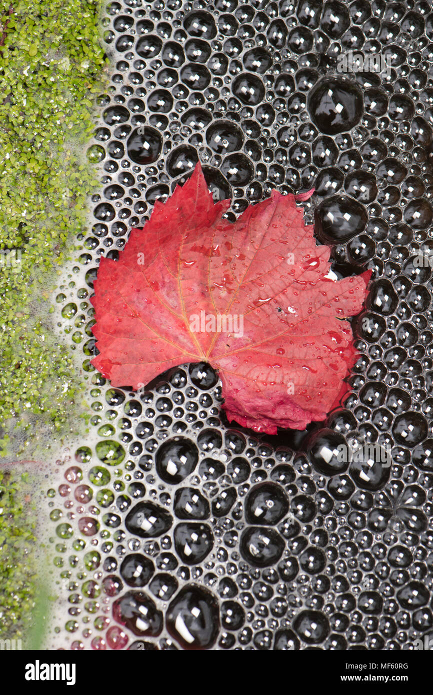 Lo stagno è sbalorditivo in autunno Foto Stock