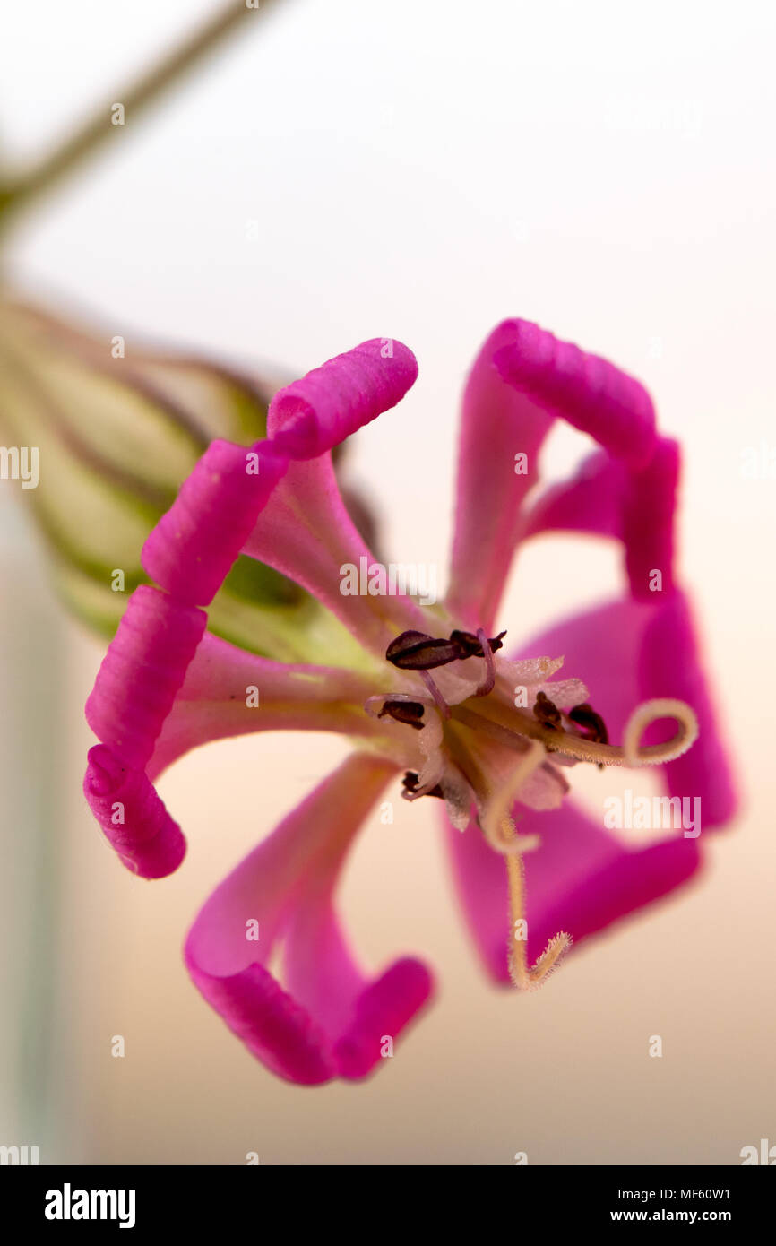 Close up di piccoli fiori selvaggi rosa Foto Stock