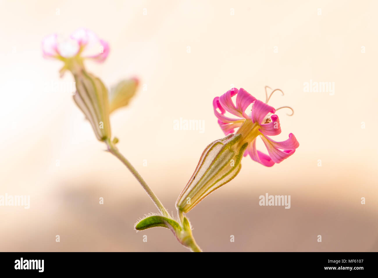 Close up di piccoli fiori selvaggi rosa Foto Stock