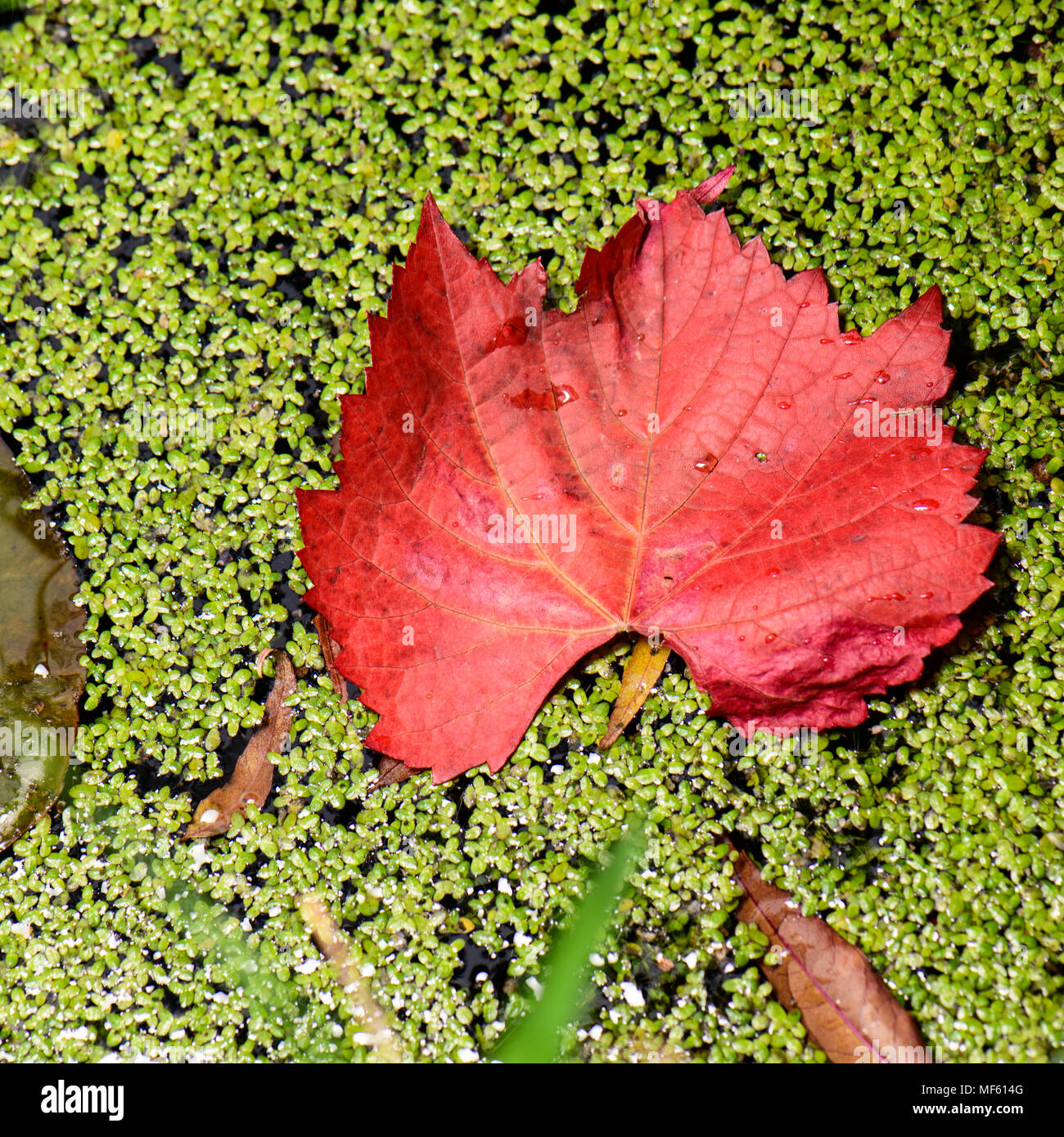 Lo stagno è sbalorditivo in autunno Foto Stock