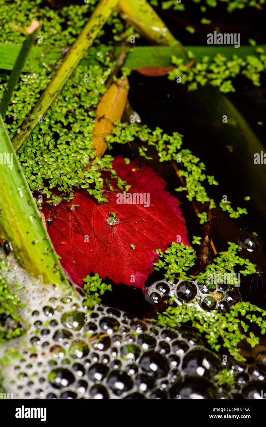 Lo stagno è sbalorditivo in autunno Foto Stock