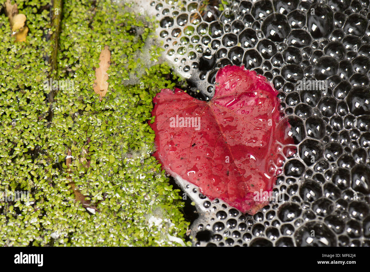 Lo stagno è sbalorditivo in autunno Foto Stock