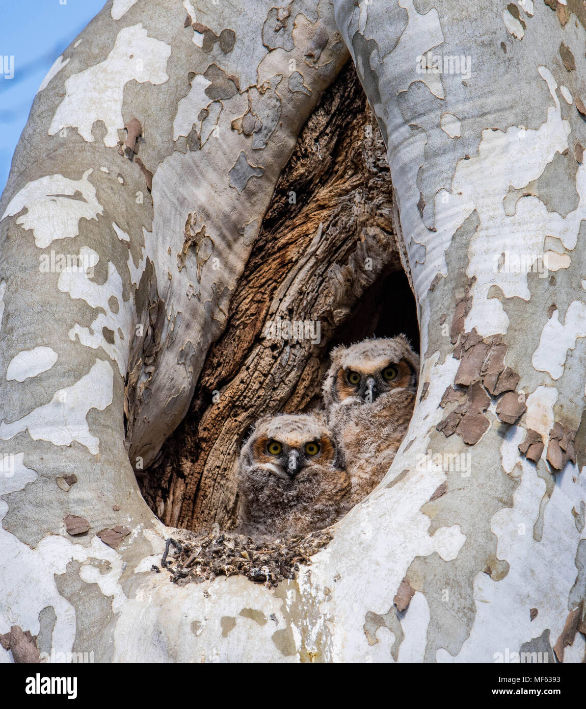 Grande cornuto Owlets Foto Stock