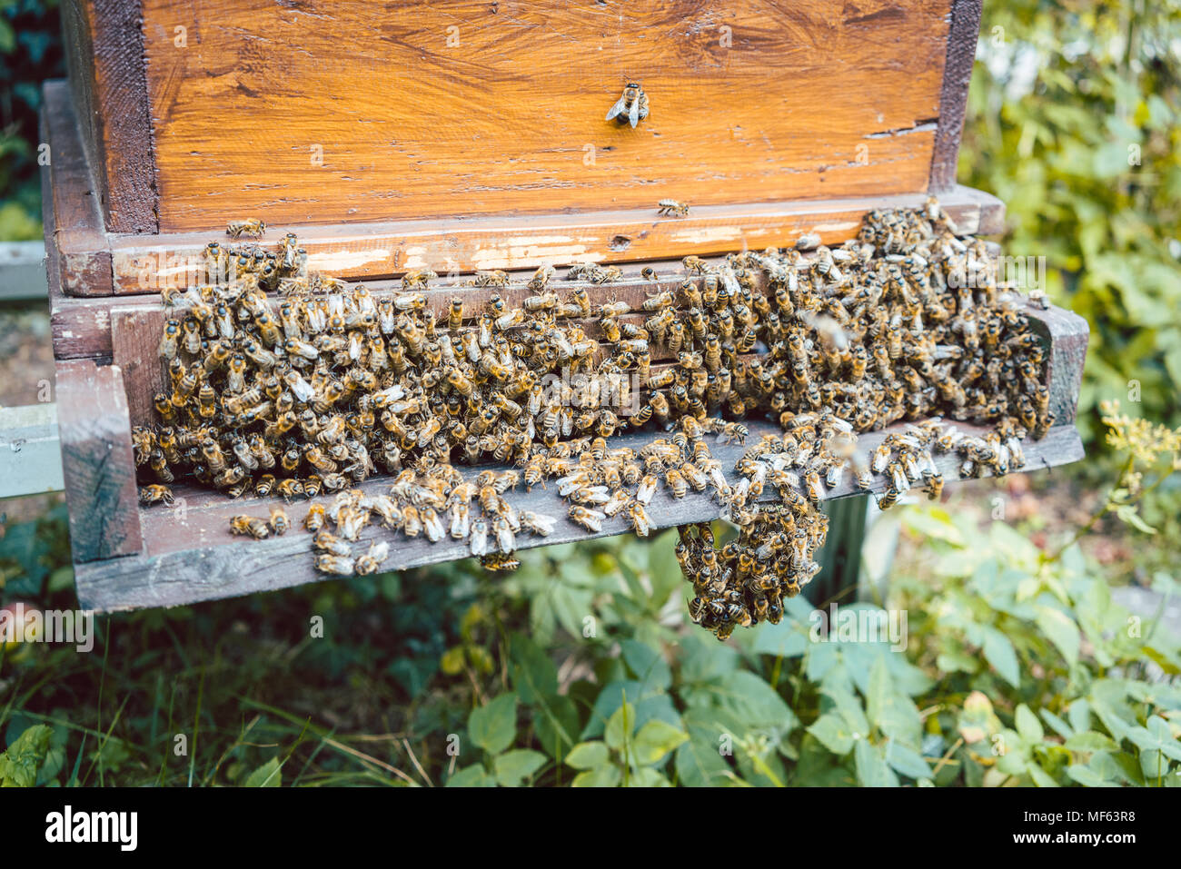 Uno sciame di api su un beehouse Foto Stock