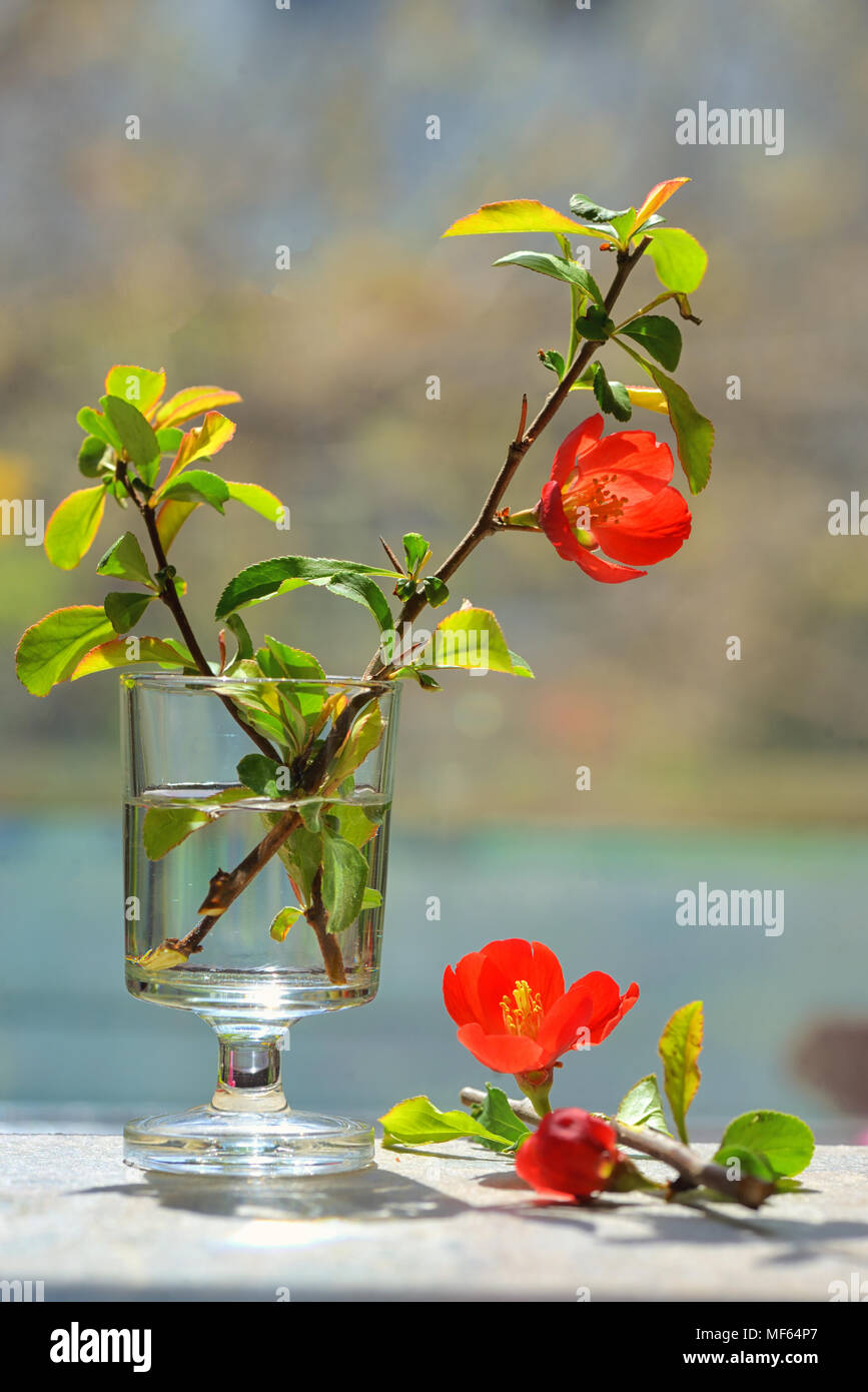 Giapponese cotogna ornamentali - Chaenomeles japonica in piccolo vaso Foto Stock