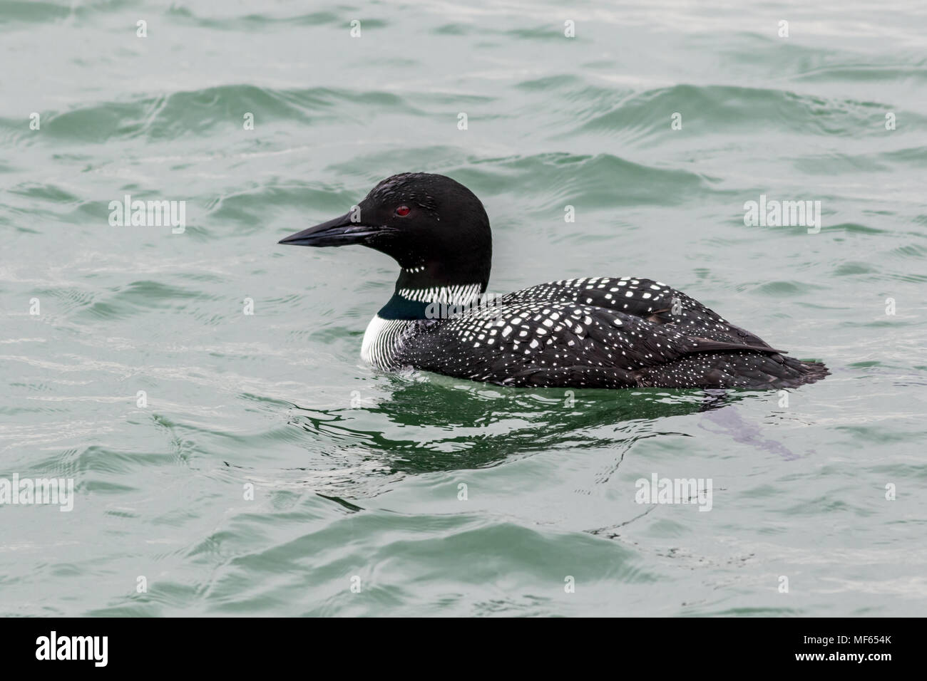 Loon comune (Gavia immer) maschio presenta imponenti piumaggio bianco e nero in primavera come egli si diffonde le ali al Blue Bay, LBI, NJ Foto Stock