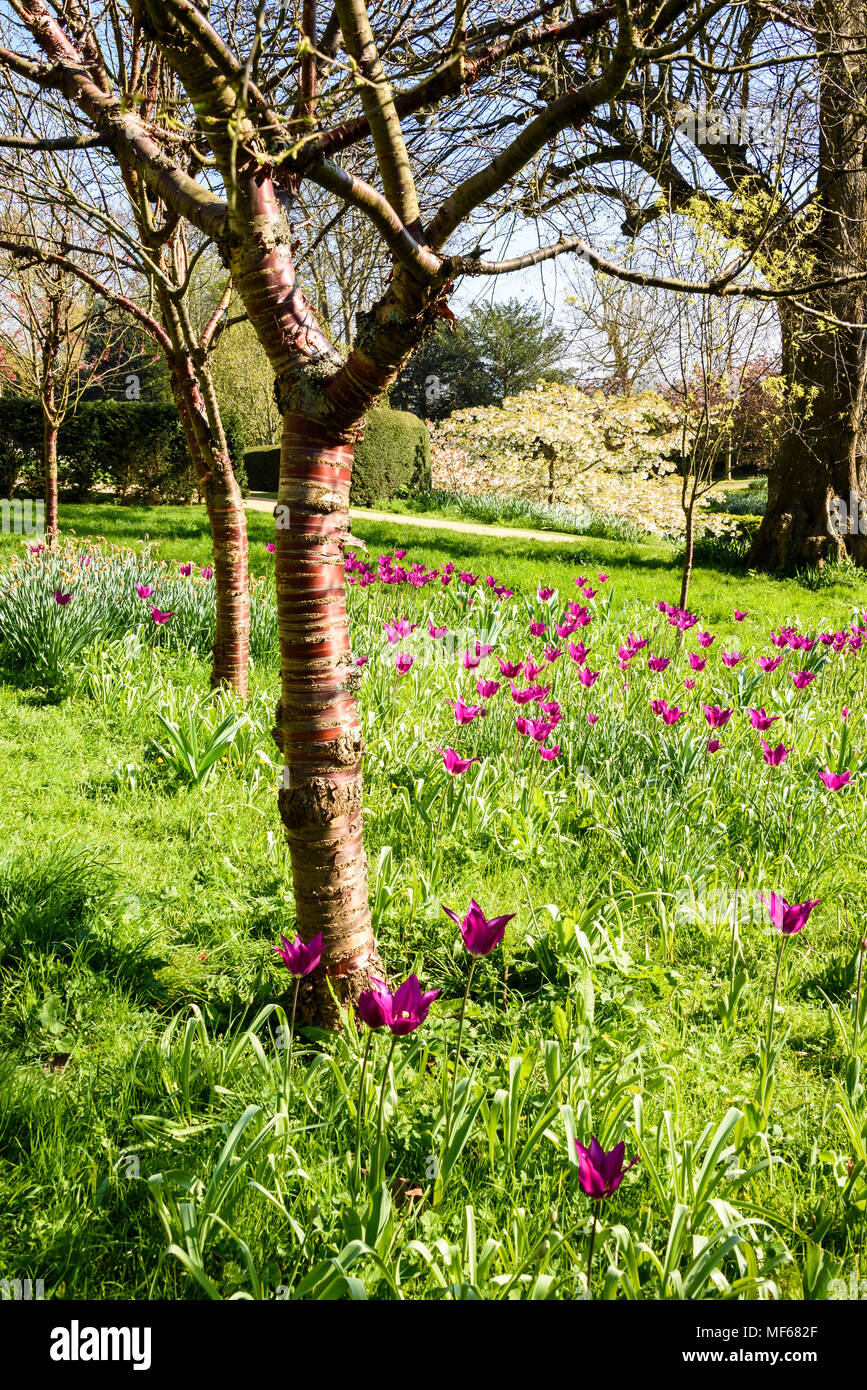 Corteccia di betulla ciliegio - Prunus serrula - e tulipani magenta. Fiori in primavera fioriscono nei giardini nella calda primavera meteo a Arundel Castle. Foto ©Juli Foto Stock