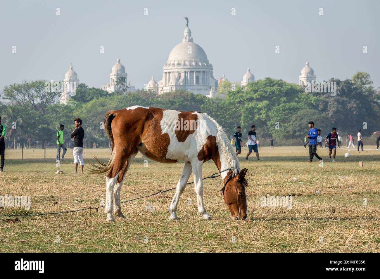 Kolkata Maidaïen, Calcutta, India - 11 Mar, 2018: un cavallo pascolo a Maidaïen, il più grande parco giochi aperto in Kolkata (Calcutta) su un soleggiato weekend con Foto Stock