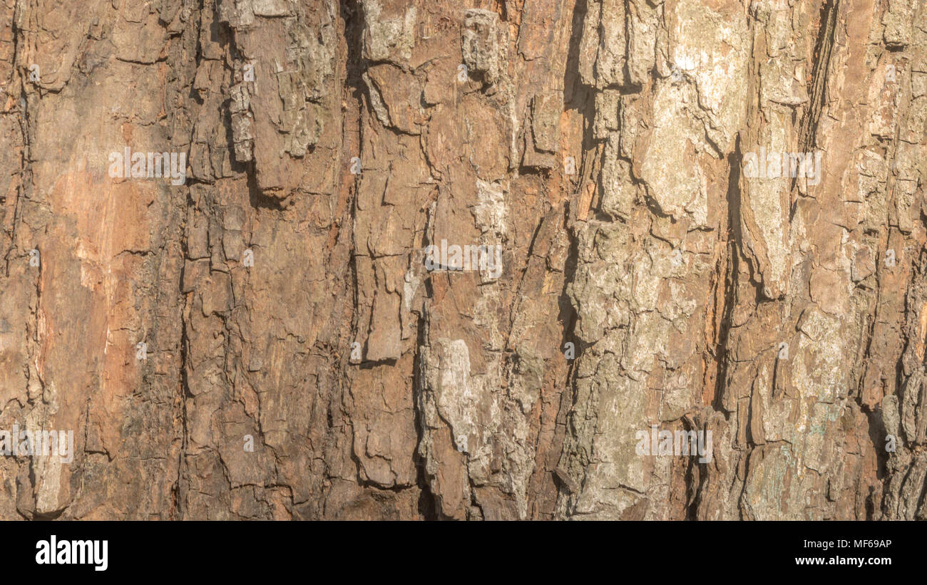 Texture di legno di una corteccia di albero con schema naturale Foto Stock