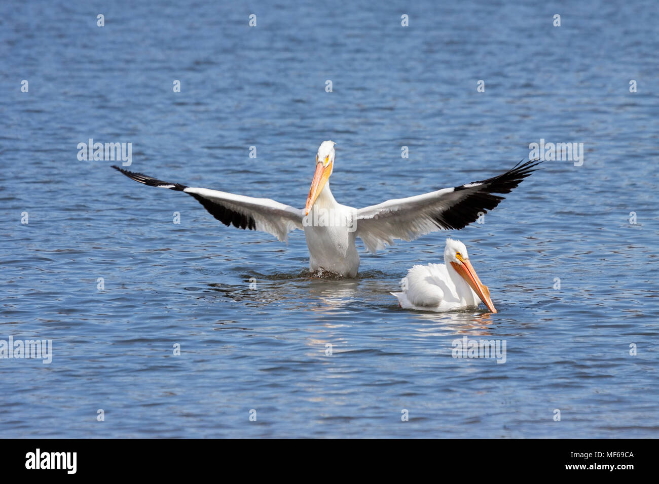 Come un cavaliere al suo re, un americano bianco pelican distende le sue ali verso l'esterno e curtsies ad un altro non impressionati pellicano. L'acqua bird sorge fuori Foto Stock