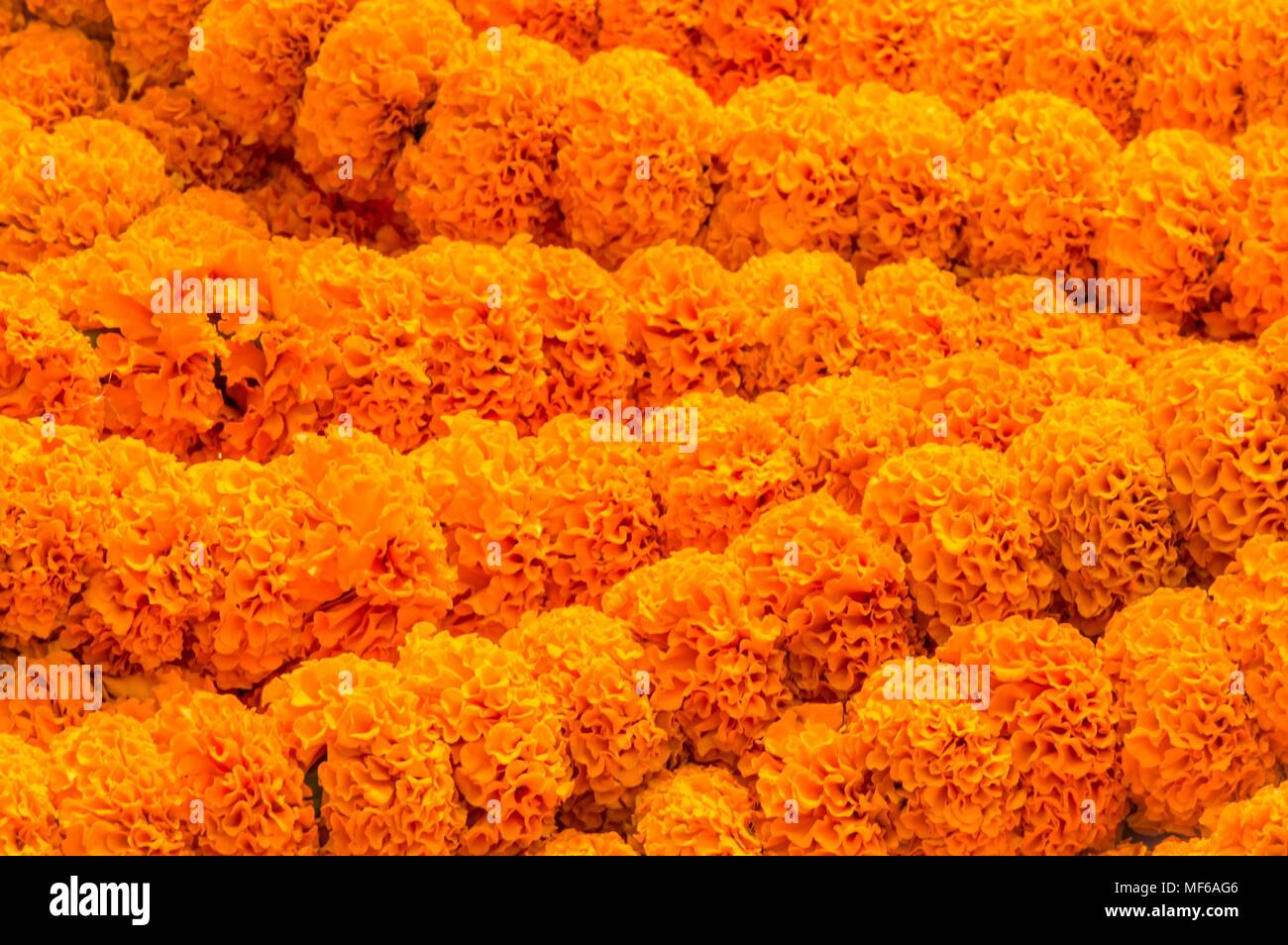 Tagete fresche ghirlande di vendita al mercato dei fiori, può essere usata per sfondo decorativo Foto Stock