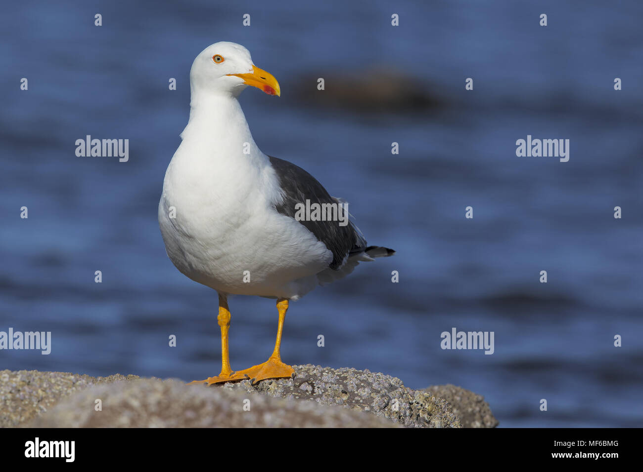 Giallo-footed Gabbiano Foto Stock