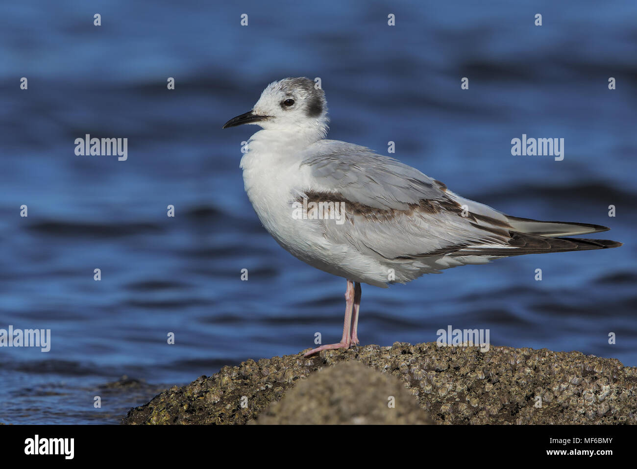 Bonaparte il gabbiano Foto Stock