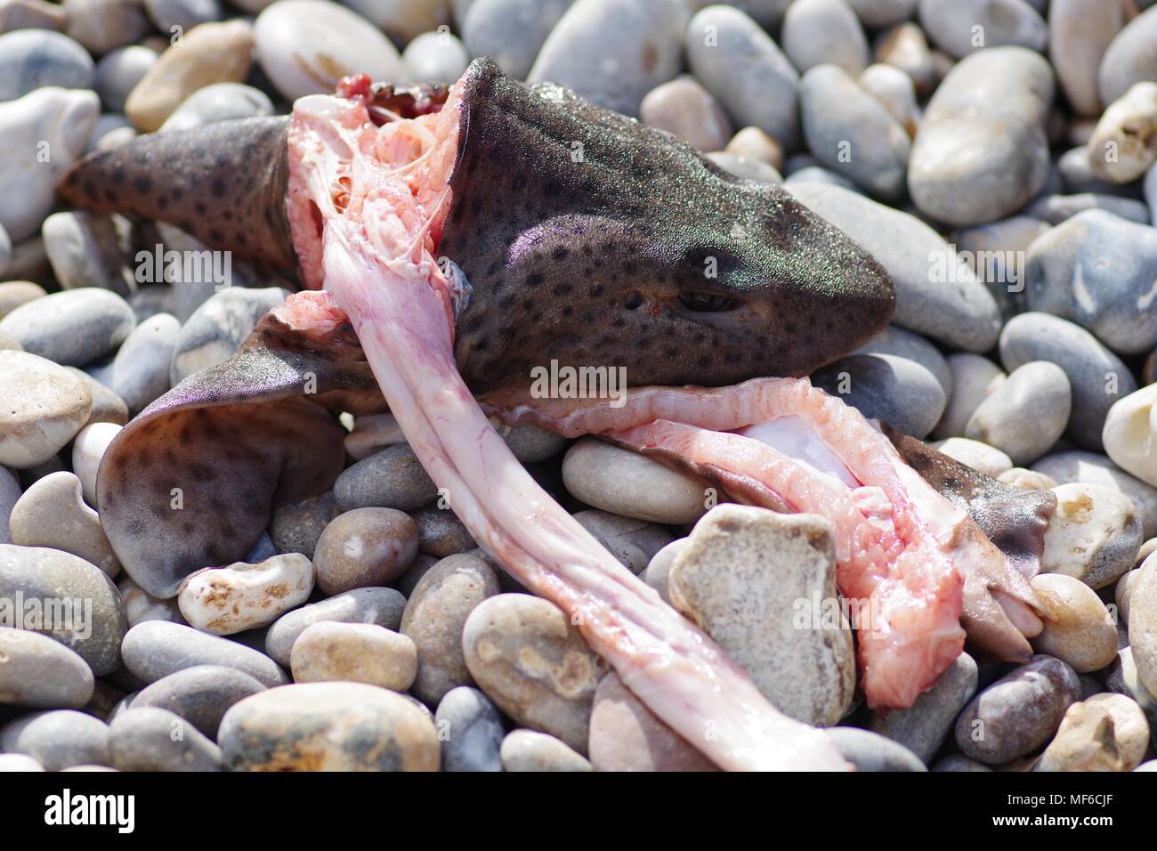 Morto cane Lesser-Spotted pesce (Scyliorhinus canicula) decapitati sul Ladram Bay Spiaggia ghiaiosa. East Devon, Regno Unito. Aprile, 2018. Foto Stock