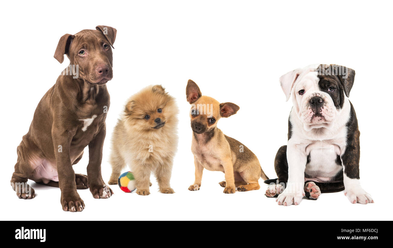 Riga 4 di diversa razza di cuccioli, pit bull, Pomerania, chihuahua e Bulldog inglese isolato su uno sfondo bianco Foto Stock