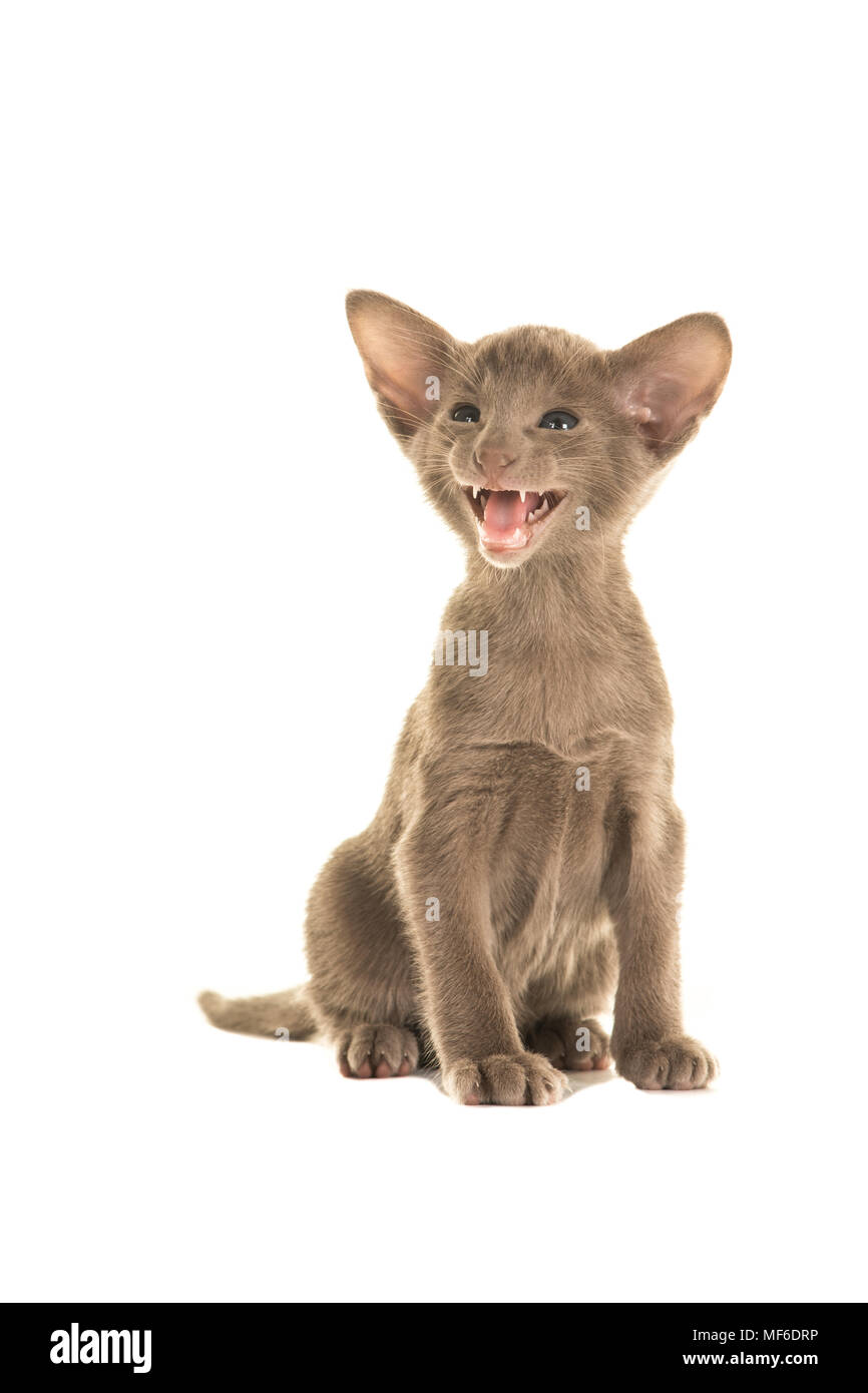 Grigio oriental shorthair gatto baby sitting e di parlare o urlando per l attenzione su uno sfondo bianco Foto Stock