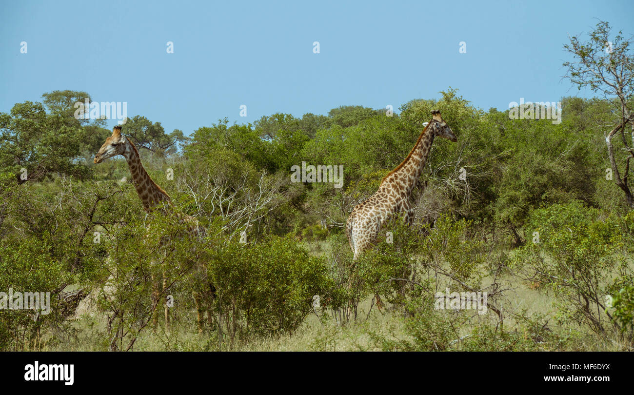 Paesaggio africano con due giraffe in un fitto bosco immagine con spazio copia in formato orizzontale Foto Stock