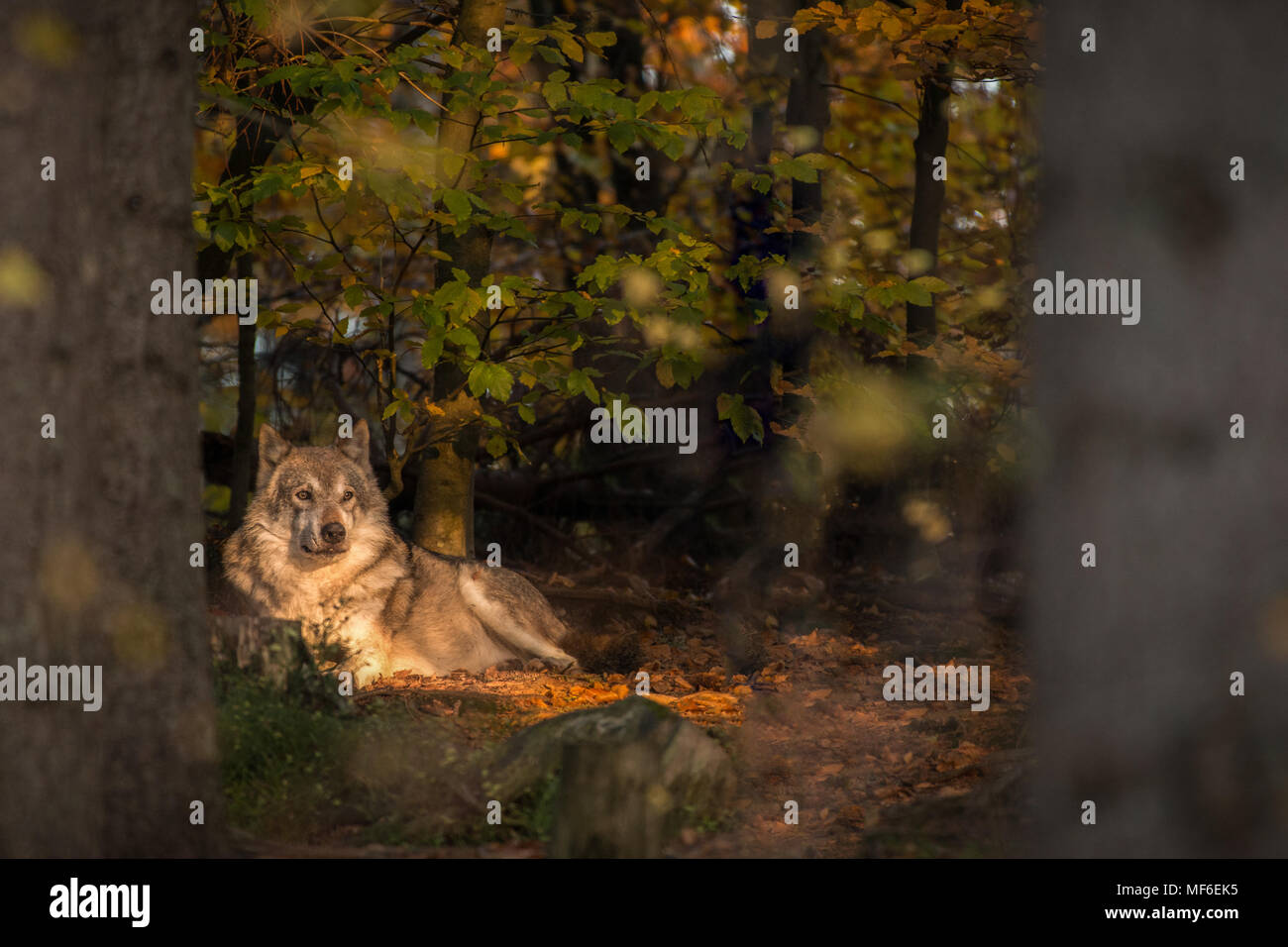 Singolo wolf sdraiati al sole in un autunno fiaba forest Foto Stock