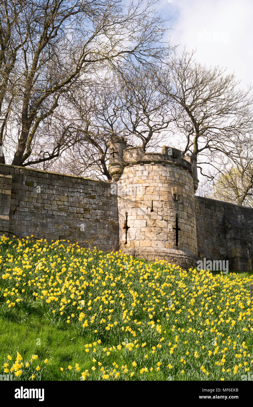 Un display di narcisi al di sotto di York mura, Yorkshire, Inghilterra, Regno Unito Foto Stock