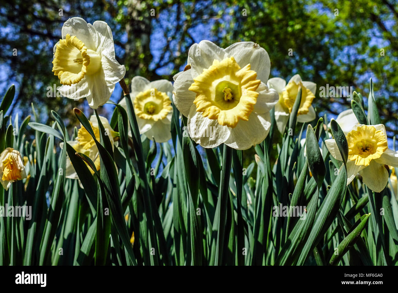 Fiori di narcisi nel giardino primaverile Fiori Narcissus Musca, fioritura di Daffodil Foto Stock