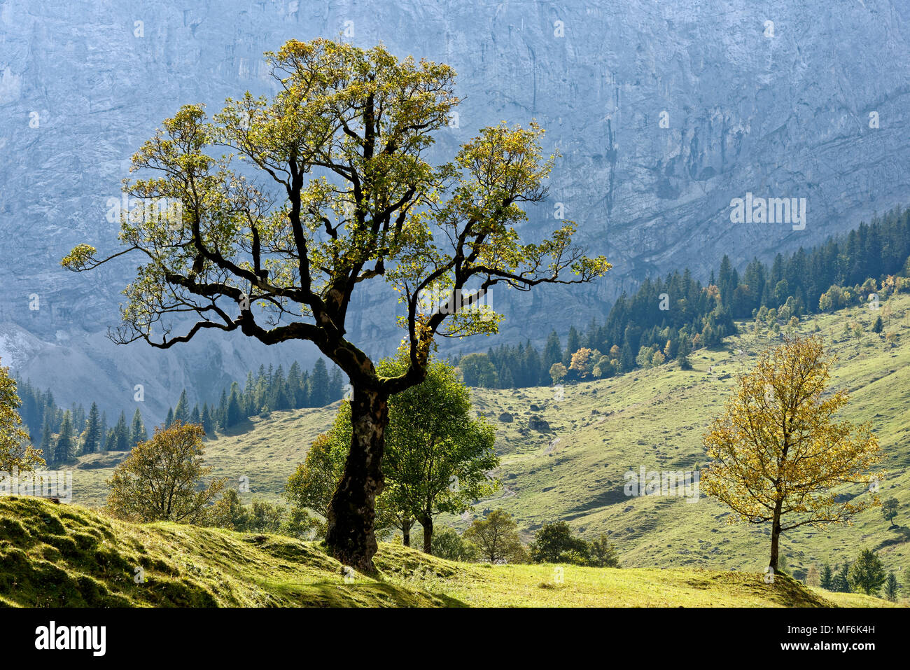 Grosser Ahornboden, alberi d'autunno nella parte anteriore del massiccio montuoso, Eng-Alm, montagne Karwendel, Tirolo, Austria Foto Stock