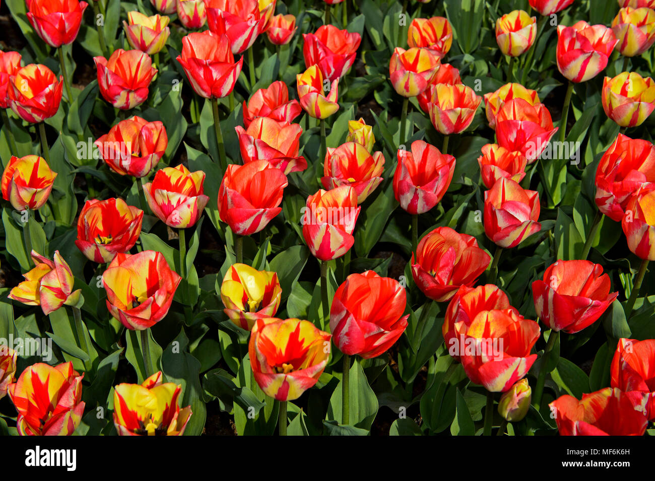 Color salmone tulipani olandesi (Tulipa), campo di tulipani, Bollenstreek Lisse, Paesi Bassi Foto Stock