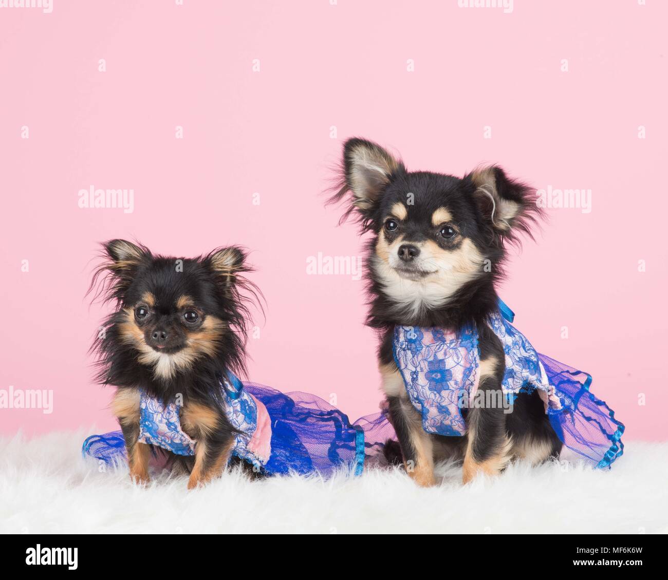 Due vestito chihuahua cani a sfondo rosa Foto Stock