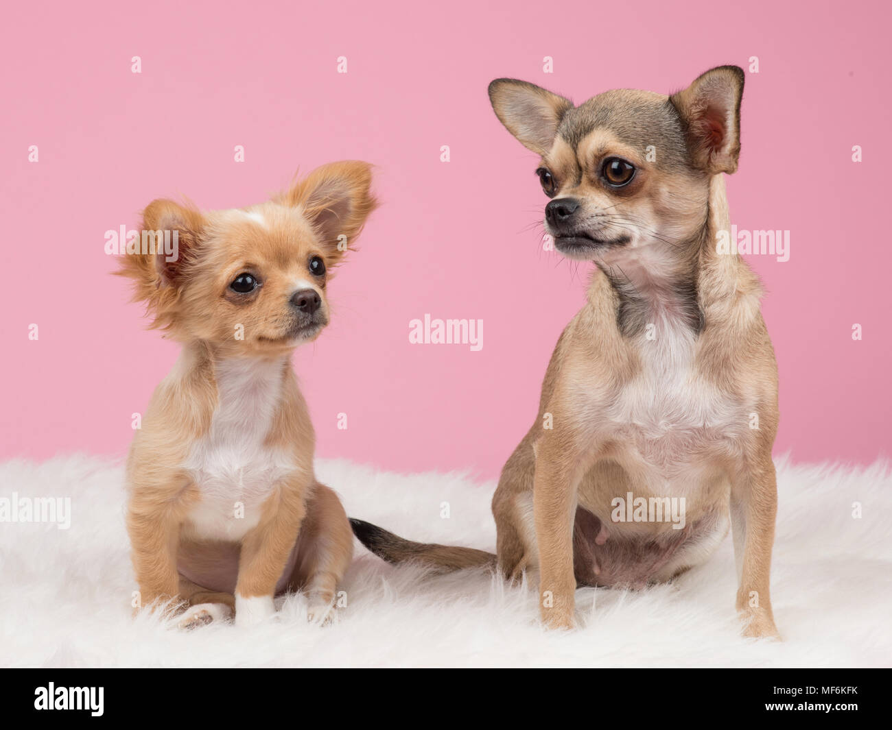 Due simpatici cani chihuahua a sfondo rosa Foto Stock