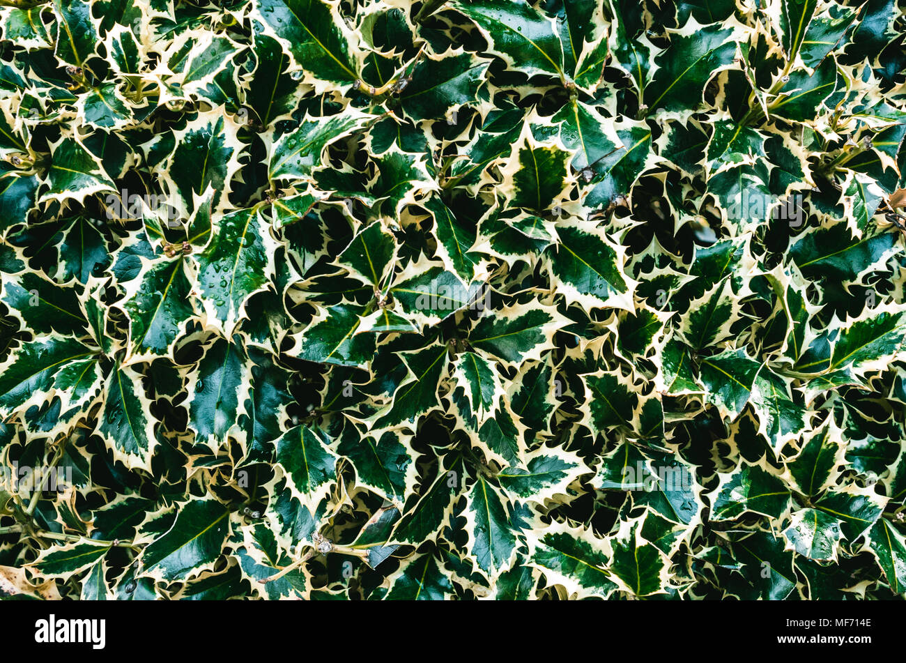 Belle foglie verdi di holly come sfondo Foto Stock