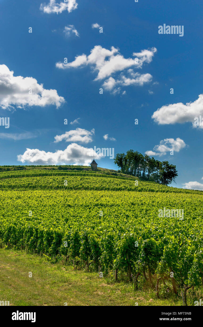 Vigneto di Saint-Émilion, Gironde, Aquitania, in Francia, in Europa Foto Stock