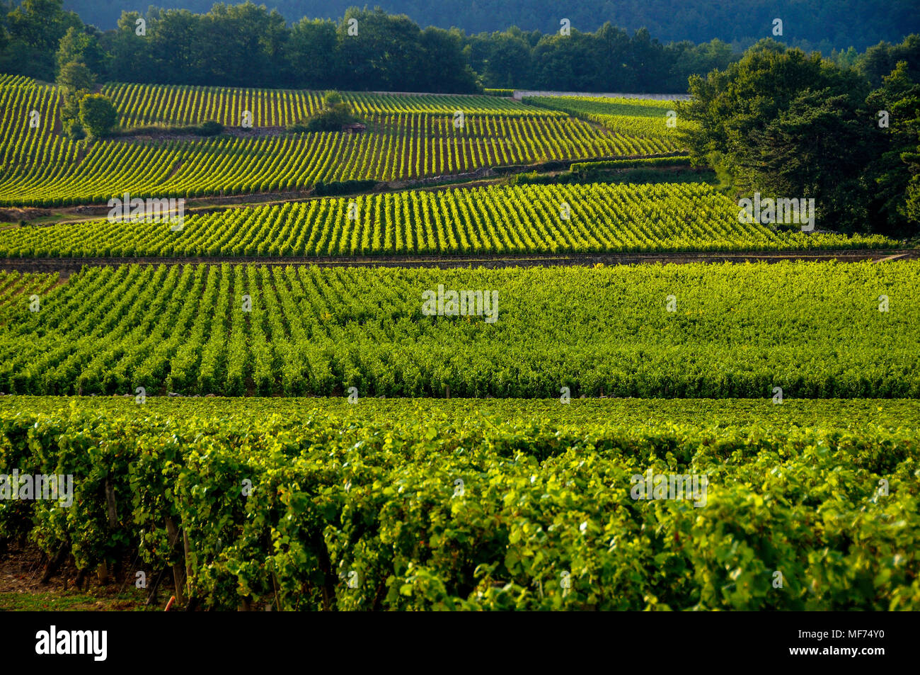 Route des Grands Crus, Meursault, vigneti Cotes de Beaune. Cote d'Or. Cote d'Or, Bourgogne Franca Comte. Francia Foto Stock