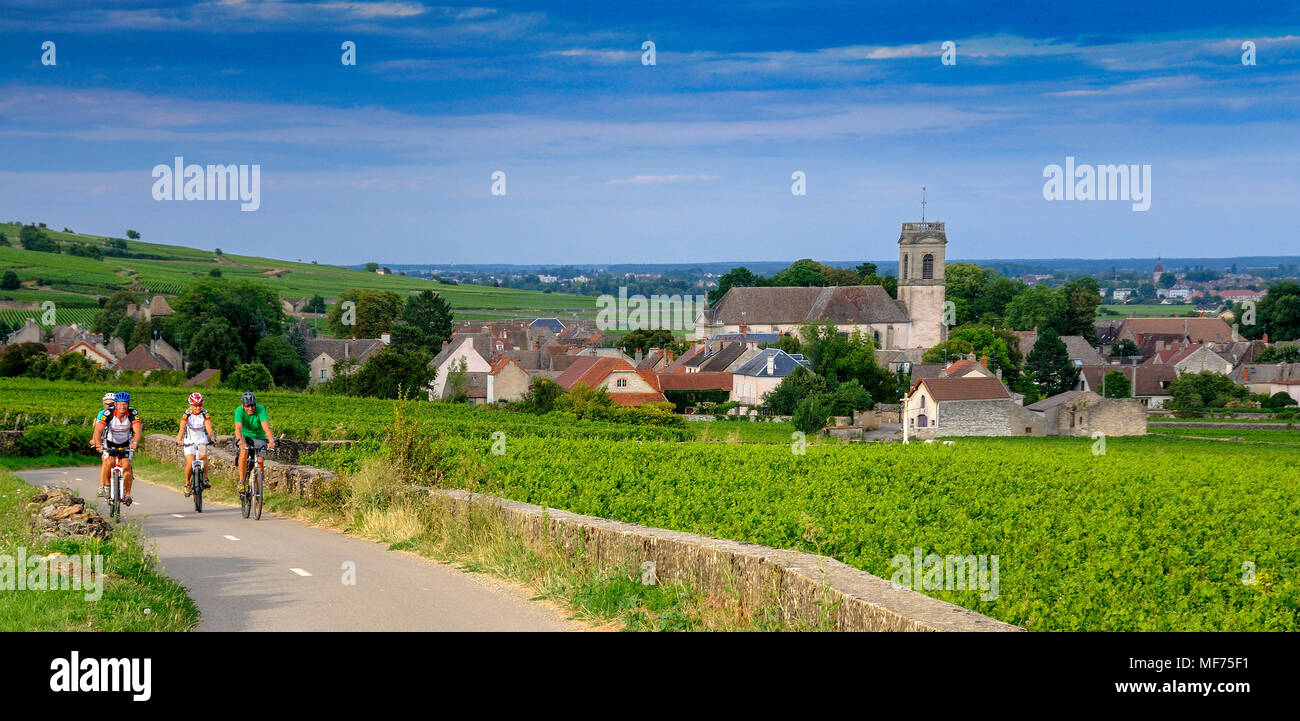 Vigneto e villaggio di Pommard. Cote d'o. Route des Grands Crus. La Borgogna. Francia Foto Stock