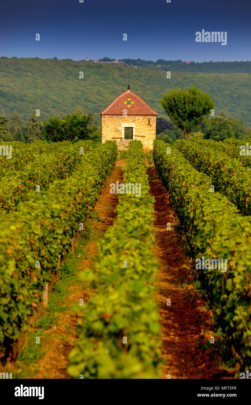 Vigneto cru tra Pernand Vergelesses e Savigny les Beaune, Bourgogne Franche Comte, Francia Foto Stock