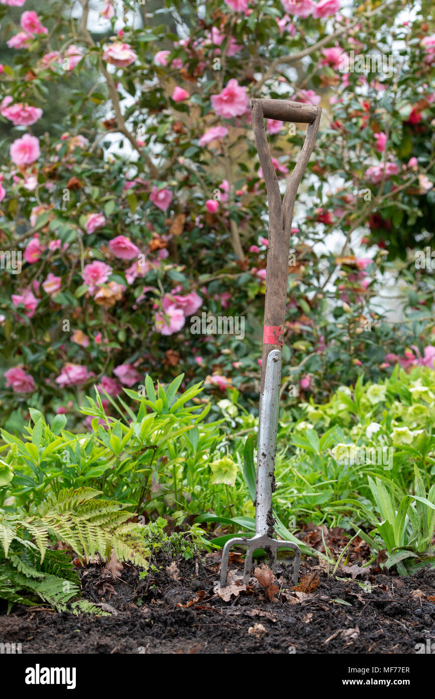 Giardino forca in un aiuola. Regno Unito Foto Stock