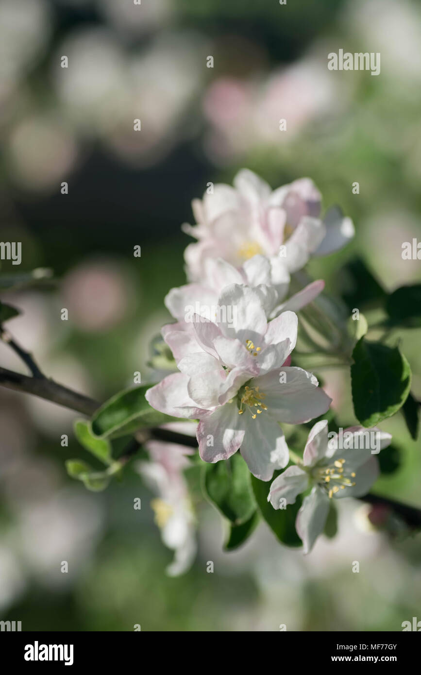 Fiori di apple sul ramo macro messa a fuoco selettiva Foto Stock
