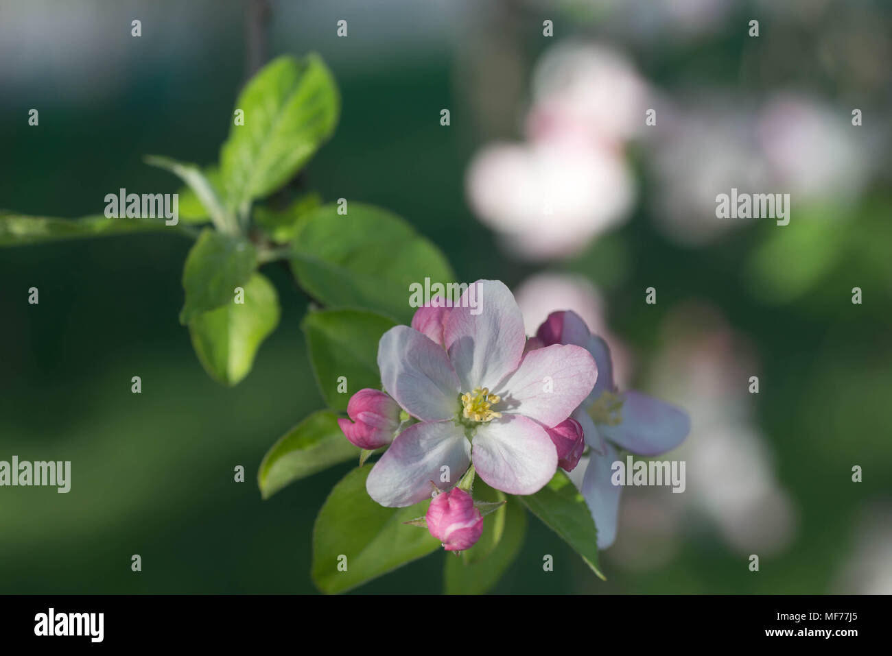 Fiori di apple sul ramo macro messa a fuoco selettiva Foto Stock