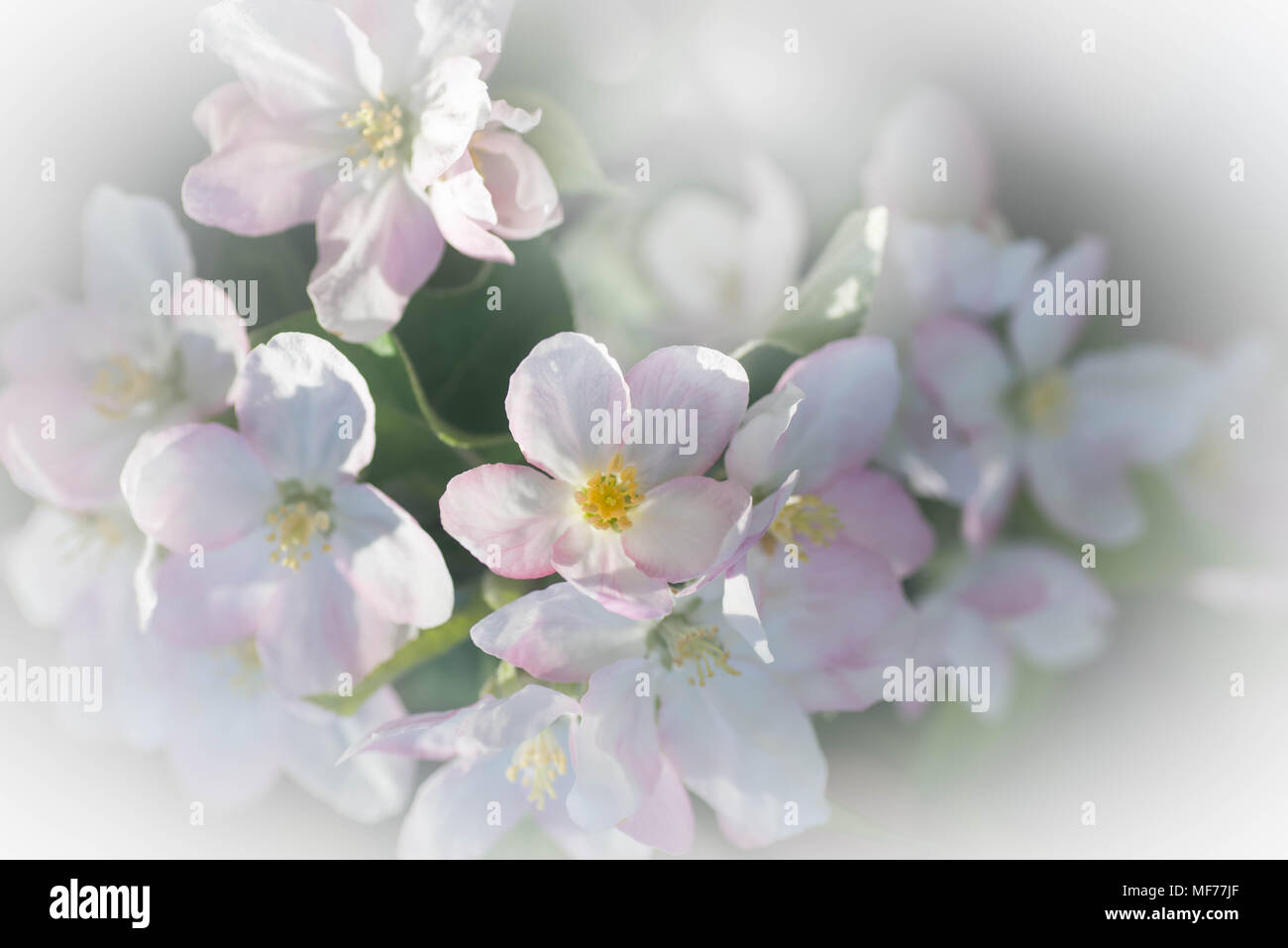 Fiori di apple sul ramo macro messa a fuoco selettiva Foto Stock