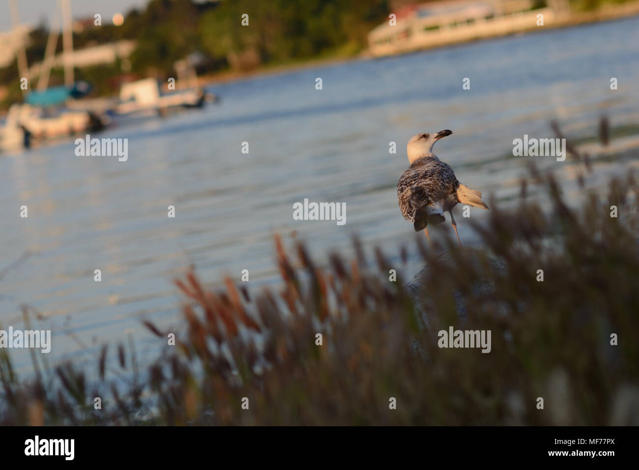 Whered voi andare Foto Stock