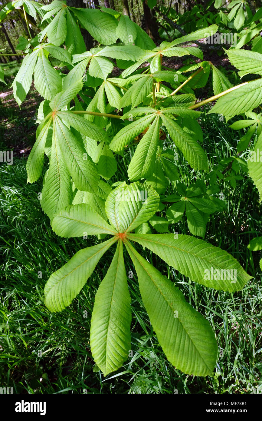 Aesculus hippocastanum, Ippocastano fresche foglie di nuovo Foto Stock