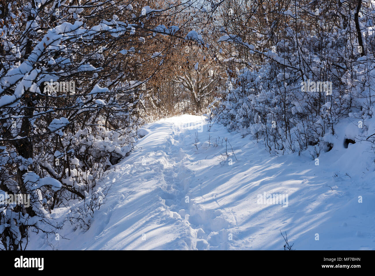 Sentiero nella neve profonda attraverso la coperta di neve bosco di latifoglie, cumuli di neve e sole sulla neve Foto Stock