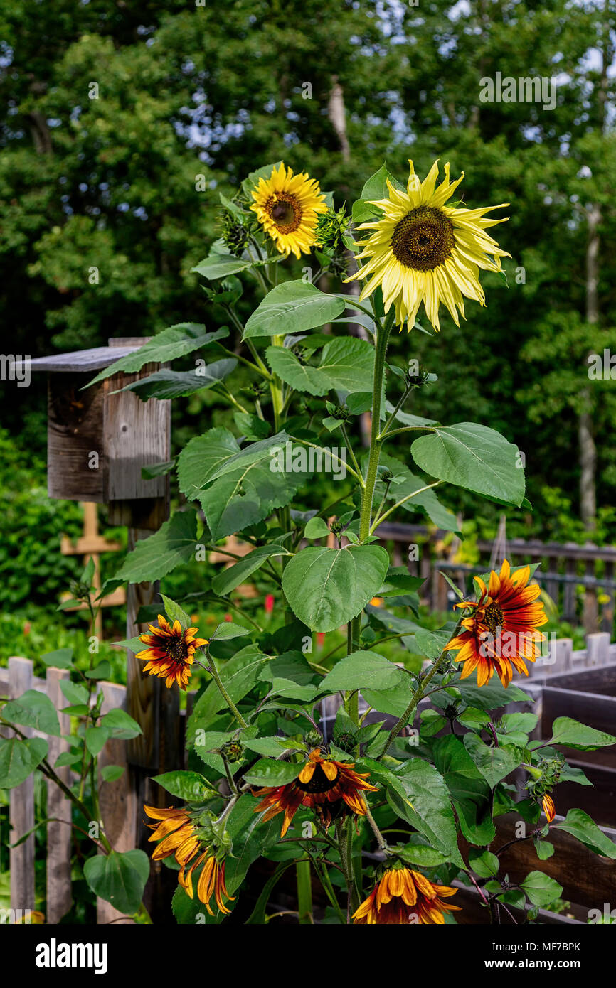 Girasoli fatti a mano finti per la decorazione del giardino Foto stock -  Alamy