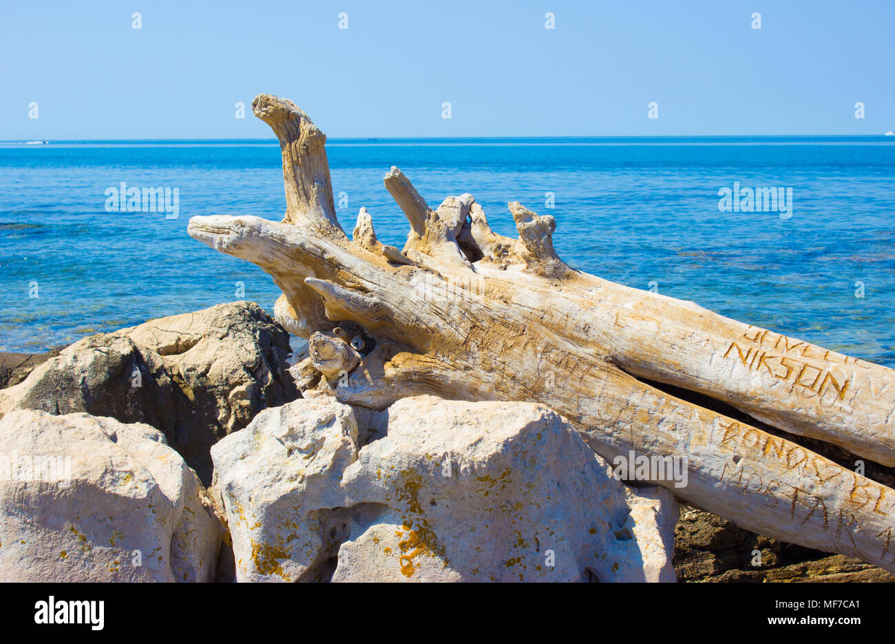 Un secco tronco di albero sulla riva del mare Adriatico in Croazia. Foto Stock