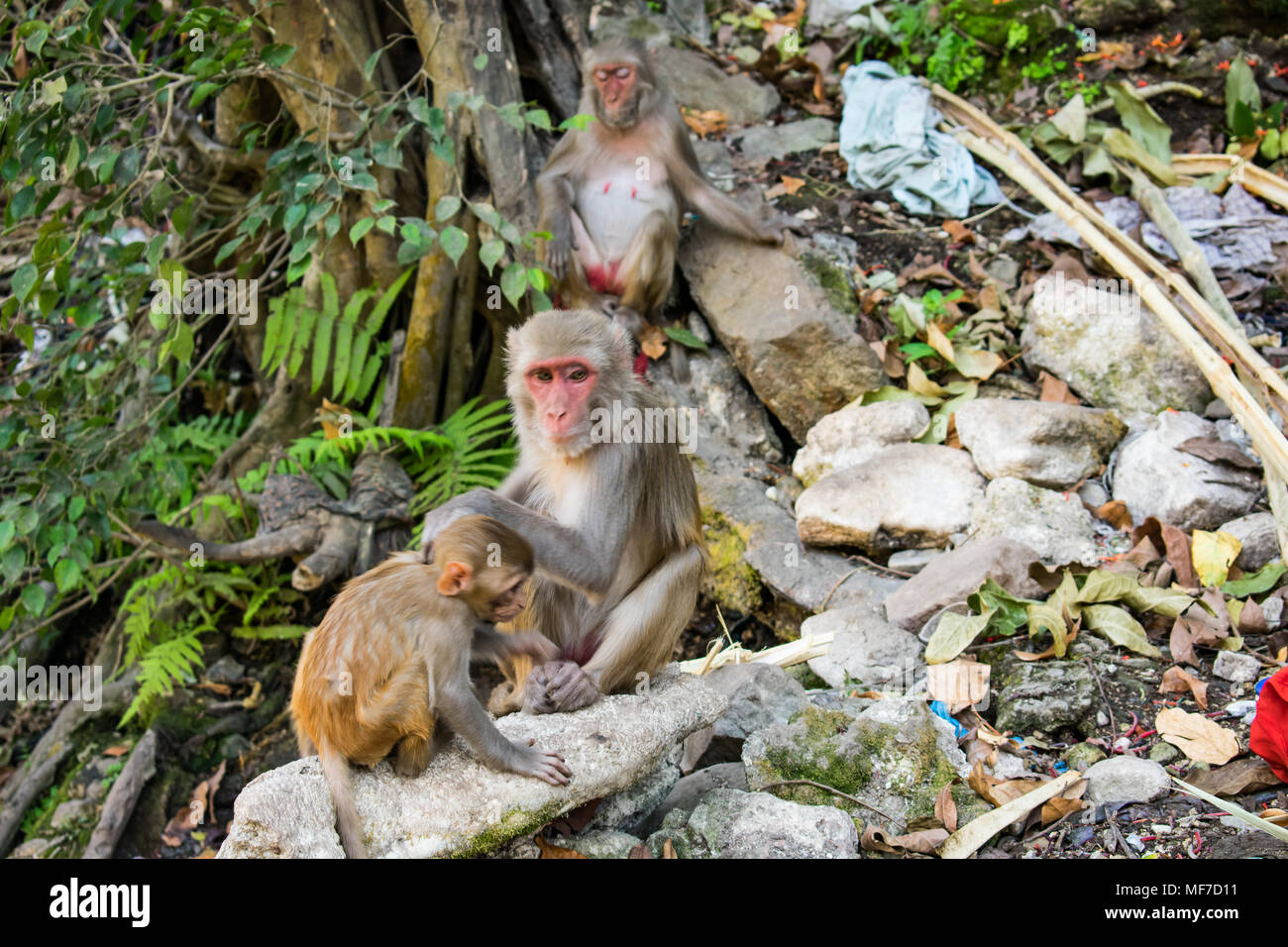 madre scimmia che si prende cura del suo bambino con un sacco di amore e affetto sotto un albero. Foto Stock