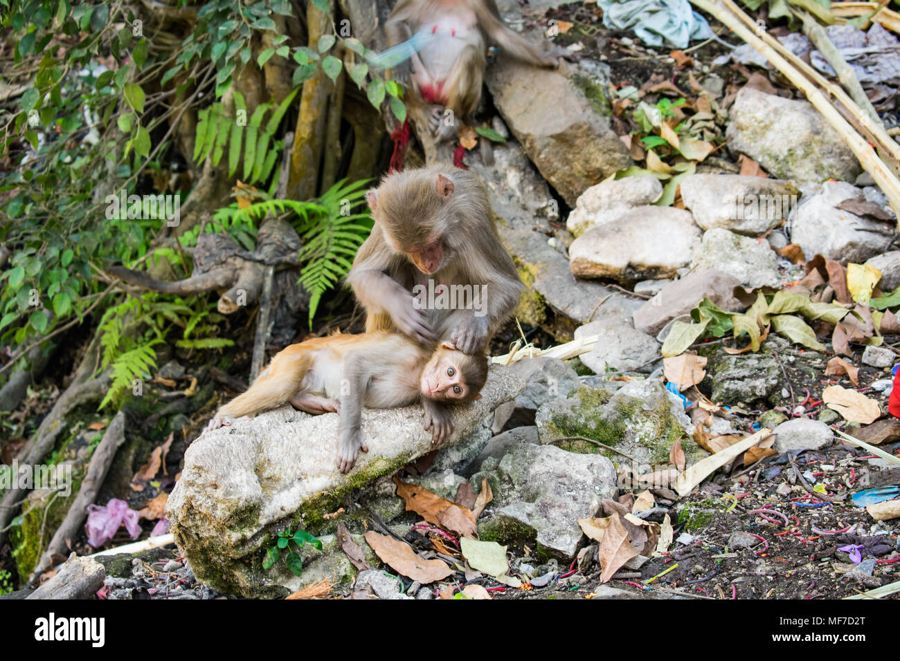 madre scimmia che si prende cura del suo bambino con un sacco di amore e affetto sotto un albero. Foto Stock