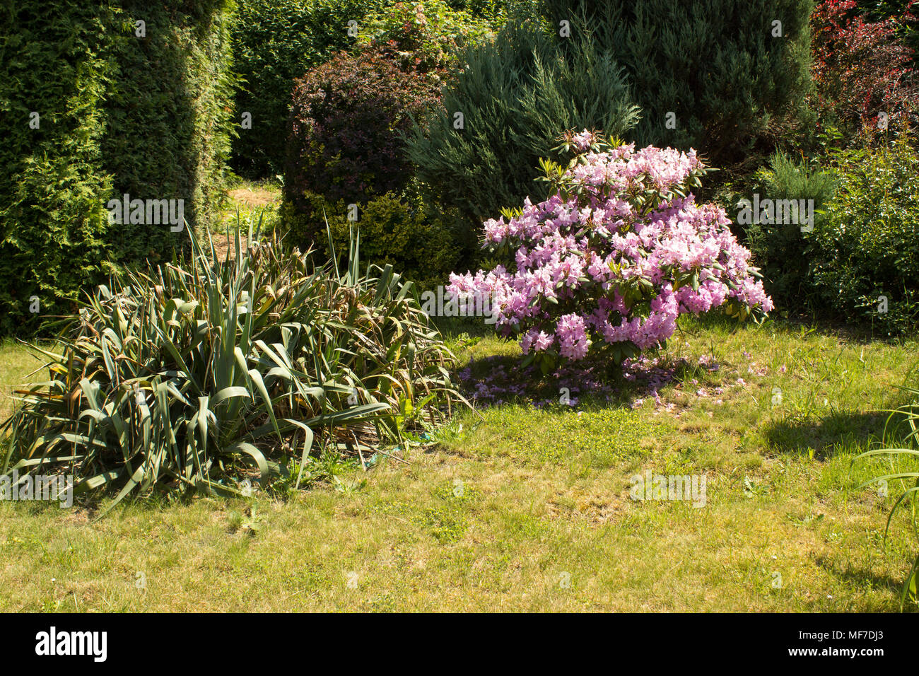 Bella azalee e rododendri in un paese prato. Foto Stock