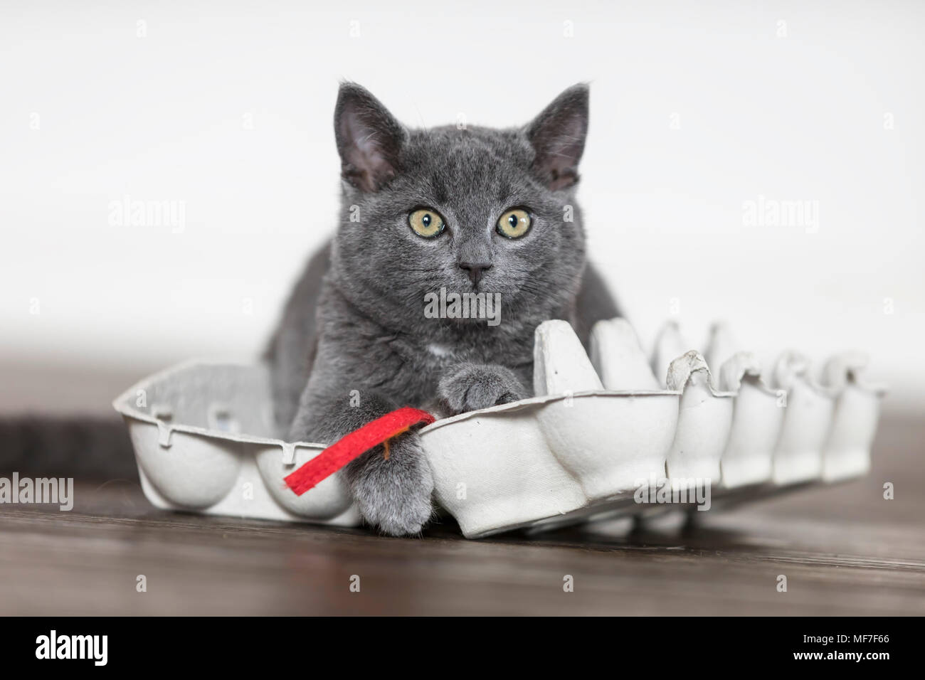 Ritratto di Chartreux gattino giacente sulla scatola per uova Foto Stock